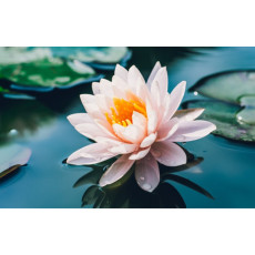 Питательная тканевая маска с экстрактом лотоса JMsolution Active Lotus Nourishing Mask