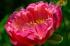 Тканевая маска с экстрактом пиона JMsolution The Natural Peony Mask