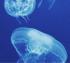 Ультратонкая тканевая маска с экстрактом медузы JMSolution Active Jellyfish Vital Mask